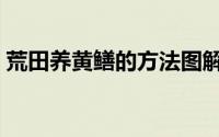 荒田养黄鳝的方法图解（荒田养黄鳝的方法）