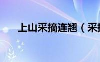 上山采摘连翘（采摘连翘最新的方法）