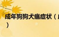 成年狗狗犬瘟症状（成年狗得犬瘟容易治好吗）