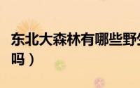 东北大森林有哪些野生动物（东北森林有大蛇吗）
