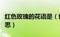 红色玫瑰的花语是（红色玫瑰花语代表什么意思）