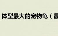 体型最大的宠物龟（最大的宠物乌龟你哪种）