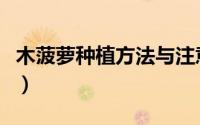 木菠萝种植方法与注意事项（木菠萝种植方法）