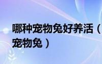 哪种宠物兔好养活（建议穷人养的10种便宜宠物兔）