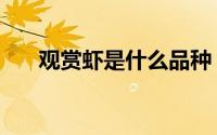 观赏虾是什么品种（观赏虾是什么虾）