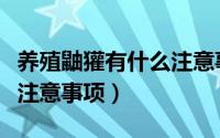 养殖鼬獾有什么注意事项吗（养殖鼬獾有什么注意事项）