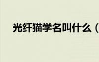 光纤猫学名叫什么（光纤猫有什么作用）