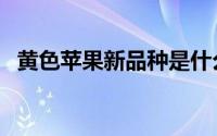 黄色苹果新品种是什么（黄色苹果新品种）