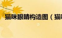 猫咪眼睛构造图（猫咪眼睛形状分类图解）