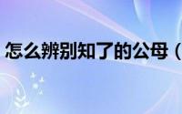 怎么辨别知了的公母（知了龟怎么分辨公母）