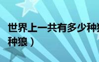 世界上一共有多少种狼蛛（世界上一共有多少种狼）