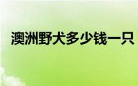 澳洲野犬多少钱一只（澳洲野犬可以养吗）
