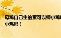 母鸡自己生的蛋可以孵小鸡吗图片（母鸡自己生的蛋可以孵小鸡吗）