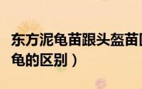 东方泥龟苗跟头盔苗区别（东方泥龟与头盔泥龟的区别）