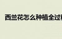 西兰花怎么种植全过程（西兰花怎么种植）