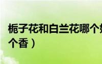 栀子花和白兰花哪个好闻（栀子花和白兰花哪个香）
