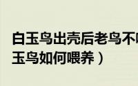 白玉鸟出壳后老鸟不喂食怎么办（刚出壳的白玉鸟如何喂养）