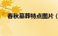 春秋墓葬特点图片（春秋大墓有多少个）