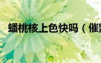 蟠桃核上色快吗（催熟的蟠桃核可以盘吗）
