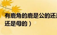 有鹿角的鹿是公的还是母的（鹿有角的是公的还是母的）