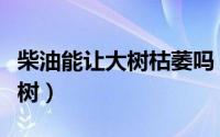 柴油能让大树枯萎吗（多少柴油能消灭一棵大树）