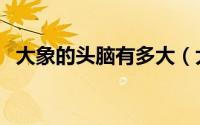 大象的头脑有多大（大象的脑容量有多少）