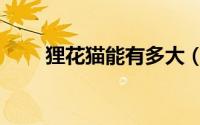 狸花猫能有多大（花狸猫能长多大）