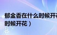 郁金香在什么时候开花几点钟（郁金香在什么时候开花）