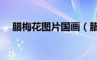 腊梅花图片国画（腊梅花图片几种颜色）
