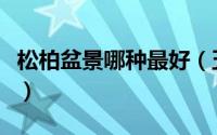 松柏盆景哪种最好（五种松柏类盆景苗木名称）