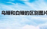 乌鳗和白鳗的区别图片（乌鳗和白鳗的区别）