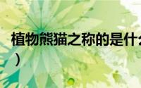 植物熊猫之称的是什么植物（植物熊猫是什么）