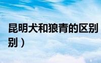 昆明犬和狼青的区别（昆明犬和捷克狼犬的区别）