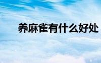 养麻雀有什么好处（养麻雀的十大忌）