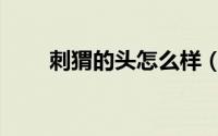刺猬的头怎么样（刺猬头长什么样）