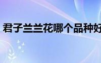 君子兰兰花哪个品种好（君子兰兰花的品种）
