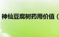 神仙豆腐树药用价值（神仙豆腐树种植前景）