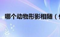 哪个动物形影相随（什么动物会如影随形）