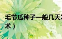 毛节瓜种子一般几天发芽（毛节瓜高产种植技术）