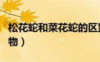 松花蛇和菜花蛇的区别（松花蛇是几级保护动物）