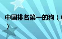 中国排名第一的狗（中国第一大名犬是什么犬）