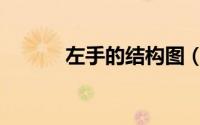 左手的结构图（左手节的由来）
