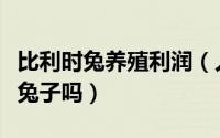 比利时兔养殖利润（人工养殖野兔就是比利时兔子吗）