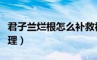 君子兰烂根怎么补救视频（君子兰烂根怎样处理）