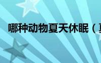 哪种动物夏天休眠（夏天休眠的海洋动物）