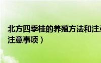 北方四季桂的养殖方法和注意事项（北方四季桂养殖方法和注意事项）