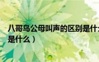 八哥鸟公母叫声的区别是什么图片（八哥鸟公母叫声的区别是什么）