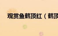观赏鱼鹤顶红（鹤顶红金鱼优点和缺点）