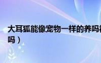 大耳狐能像宠物一样的养吗视频（大耳狐能像宠物一样的养吗）
