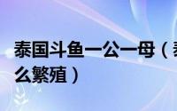 泰国斗鱼一公一母（泰国斗鱼母鱼只有一条怎么繁殖）